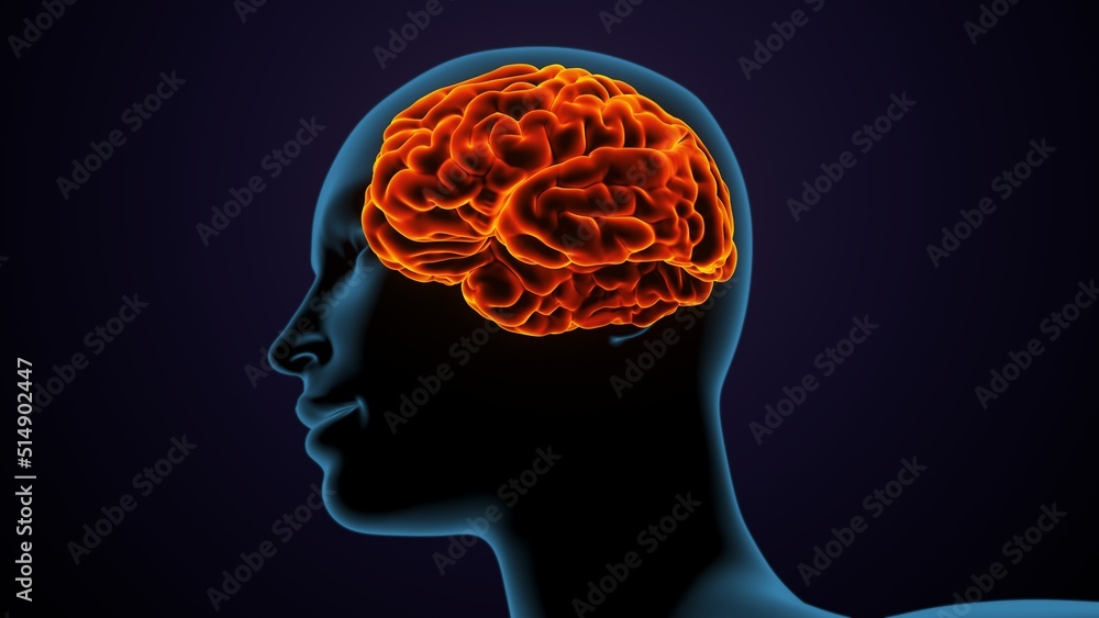 Obraz premium 3d illustration of human female body organ(brain) anatomy