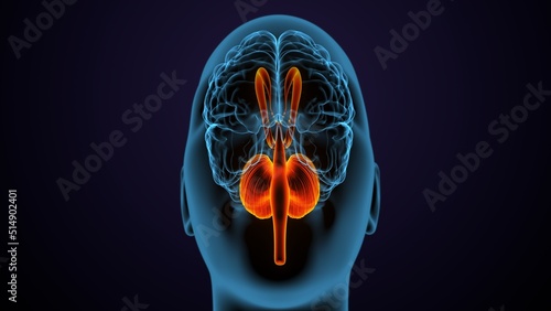 3d illustration of human male brain anatomy © PIC4U