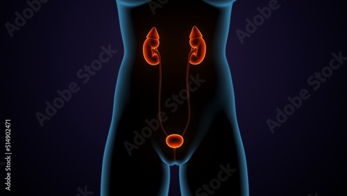 3d illustration of human female kindeys anatomy photo