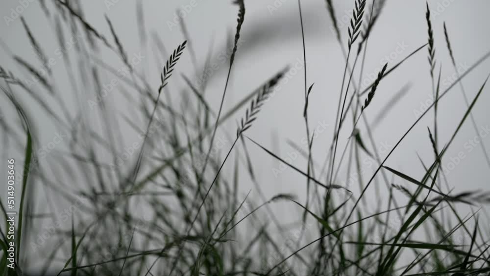 Grass swaying in the breeze. Slow motion. Grass swaying in the breeze. Slow motion.