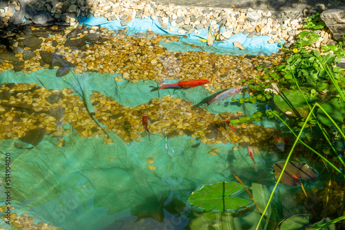 Fototapeta Naklejka Na Ścianę i Meble -  fish in the water garden