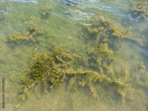green Algae in the water 