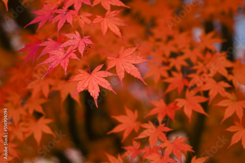 Red maple leaf  in autumn with maple tree under sunlight landscape.Maple leaves turn yellow  orange  red in autumn.