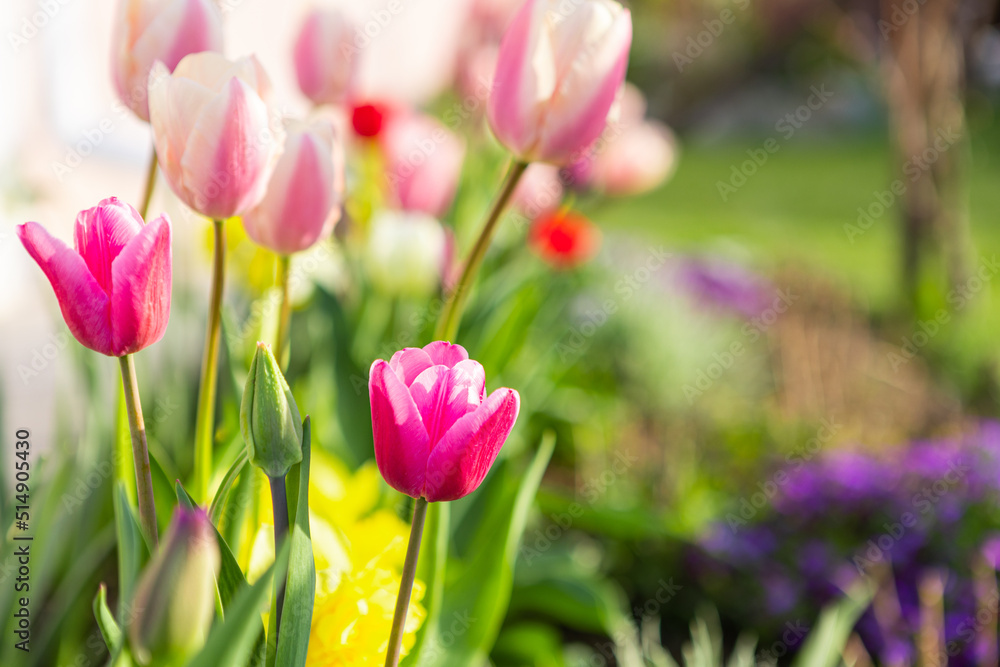 beautiful colored tulips in a flower bed in the garden, garden landscaping. Spring beautiful colored tulips in a flower bed in the garden, garden landscaping. Spring