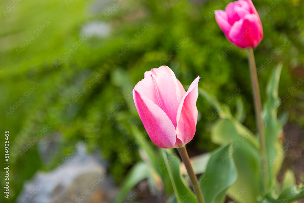 beautiful colored tulips in a flower bed in the garden, garden landscaping. Spring beautiful colored tulips in a flower bed in the garden, garden landscaping. Spring