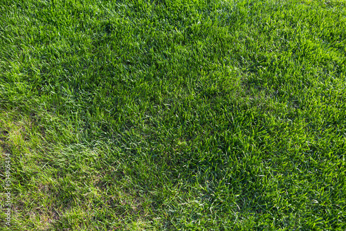 Lawn or lawn with mottling as a sign of lawn disease - the lawn is in poor condition and needs to be maintained