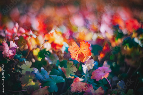 Autumn time - soft focus effect © Digital Photo