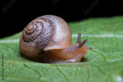 snail on a leaf