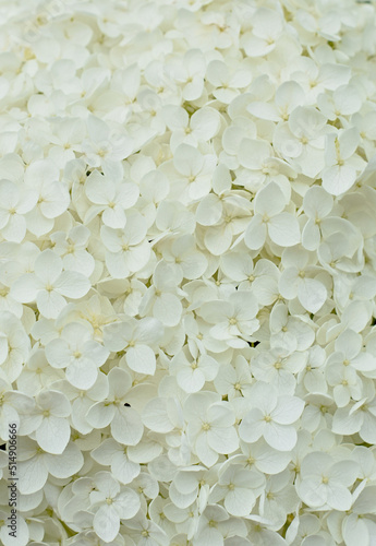 Beautiful hydrangea with fragile white petals. Bunch of tender flowers blooming in springtime. Floral natural background close up © NikonLamp