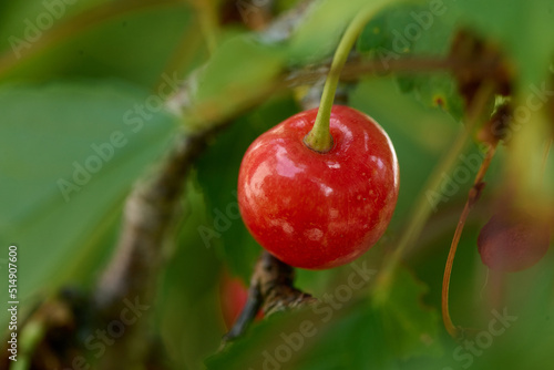 cherry on the branch