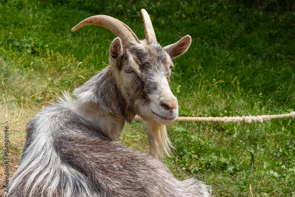 A cute feeding goat in gray and orange color grazing in the meadow A cute feeding goat in gray and orange color grazing in the meadow
