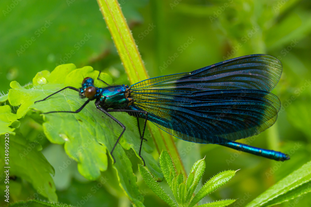 Banded demoiselle, Calopteryx splendens, sitting on a blade of grass. Beautiful blue demoiselle in its habitat. Insect portrait with soft green background. Wildlife scene from nature Banded demoiselle, Calopteryx splendens, sitting on a blade of grass. Beautiful blue demoiselle in its habitat. Insect portrait with soft green background. Wildlife scene from nature