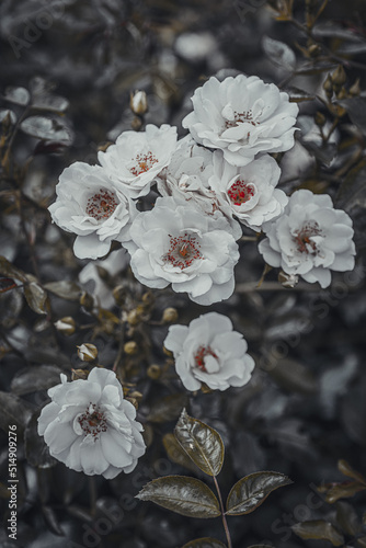 Still life flowers- background art