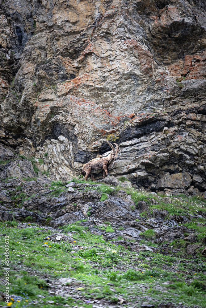 Male Alpine Ibex climbing in the mountains of the alps of the Allgäu in Germany Male Alpine Ibex climbing in the mountains of the alps of the Allgäu in Germany