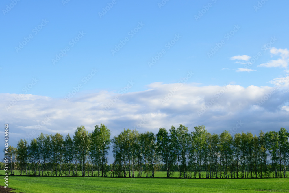 Green trees stand in a row on a green field under a bright blue cloudy sky on a summer sunny day Green trees stand in a row on a green field under a bright blue cloudy sky on a summer sunny day
