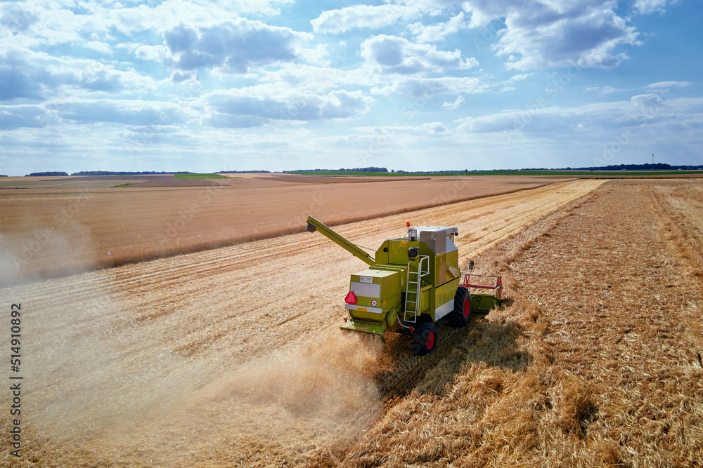 Obraz premium Combine harvester collecting golden wheat field, Harvesting machine working at agricultural field, Harvest reaping season