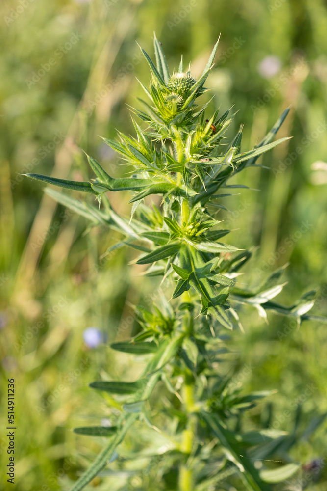 prickly grass wild prickly grass wild