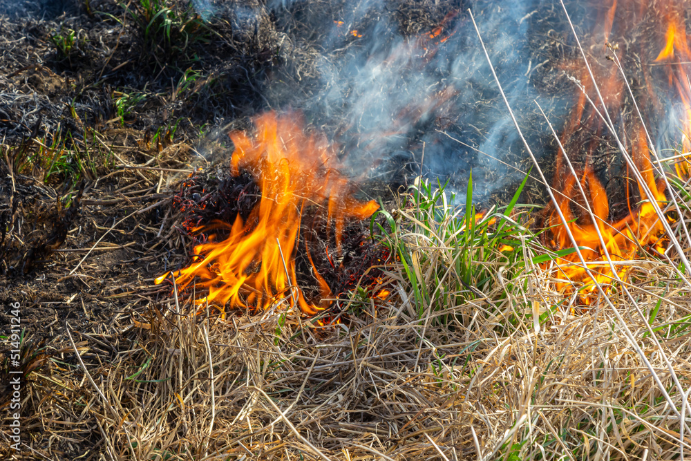 Burning old dry grass in garden. Flaming dry grass on a field. Forest fire. Stubble field is burned by farmer. Fire in the Field Burning old dry grass in garden. Flaming dry grass on a field. Forest fire. Stubble field is burned by farmer. Fire in the Field