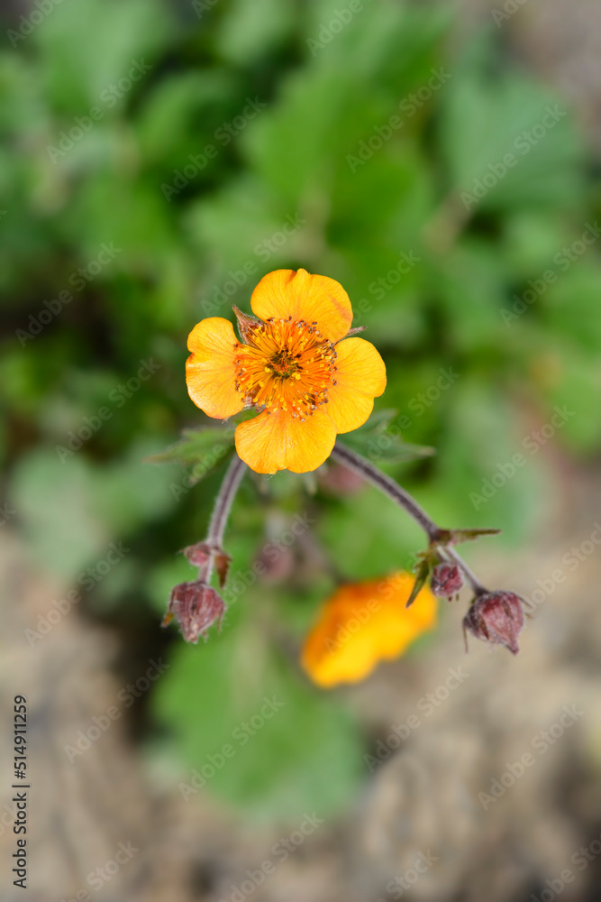 Avens Carlskaer Avens Carlskaer