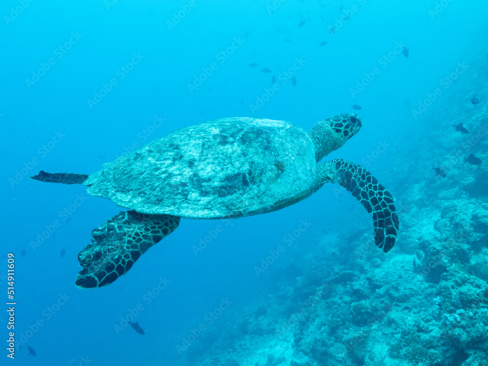 Big green turtle swimming in the depths of the Indian ocean, Maldive islands.
