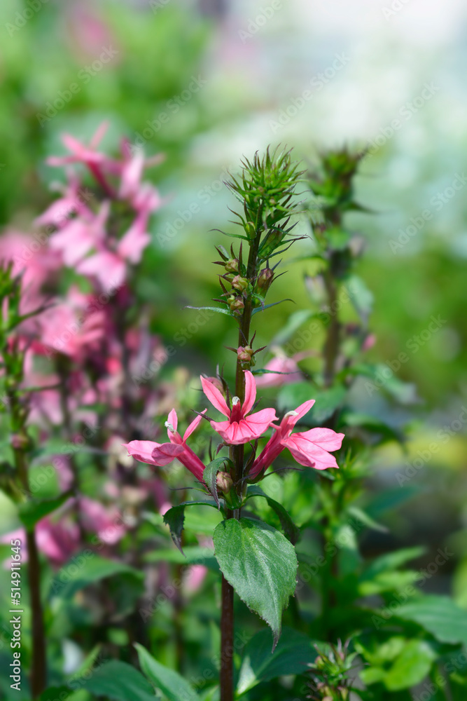 Lobelia Lobelia
