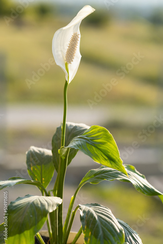 flower Spathiphyllum white
