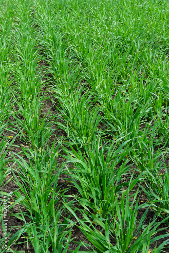 Young wheat seedlings growing in a soil. Agriculture and agronomy theme. Organic food produce on field. Natural background Young wheat seedlings growing in a soil. Agriculture and agronomy theme. Organic food produce on field. Natural background