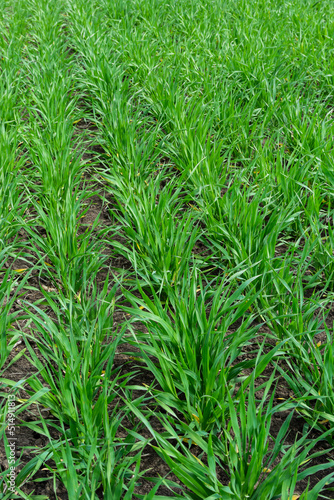 Young wheat seedlings growing in a soil. Agriculture and agronomy theme. Organic food produce on field. Natural background