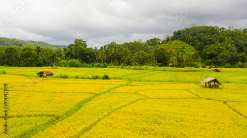 Rice fields among the hills. Agricultural landscape in Sri Lanka.