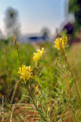 Yellow flower isolated on a blurry meadow background in Poland photo