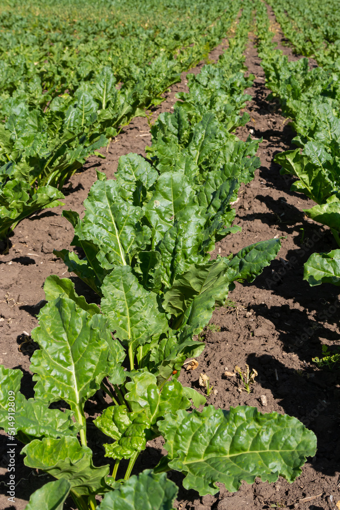 Agricultural scenery of of sweet sugar beet field. Sugar beets are young. Sugar beet field Agricultural scenery of of sweet sugar beet field. Sugar beets are young. Sugar beet field