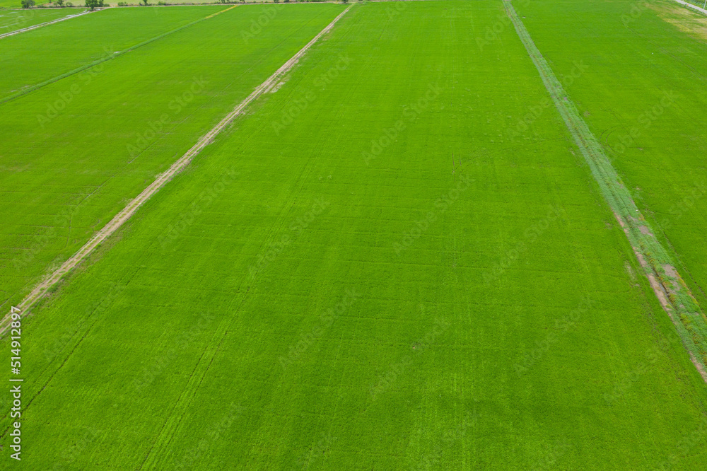 Obraz premium field background, top view landscape, nature