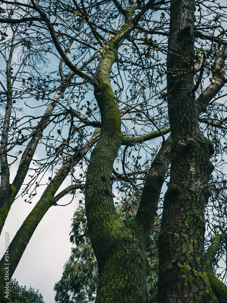 Fototapeta premium trees in the park