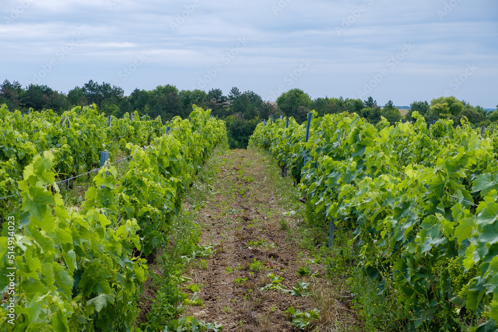 Vineyards near Saint-Cybardeaux Cognac region Charente, France