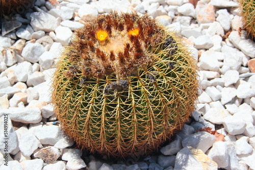 Golden barrel cactus, or Echinocactus grusonii on white gravel