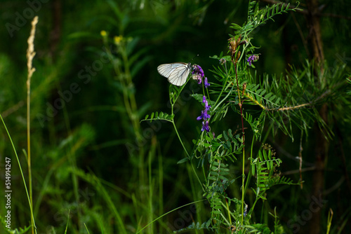 butterfly on the grass