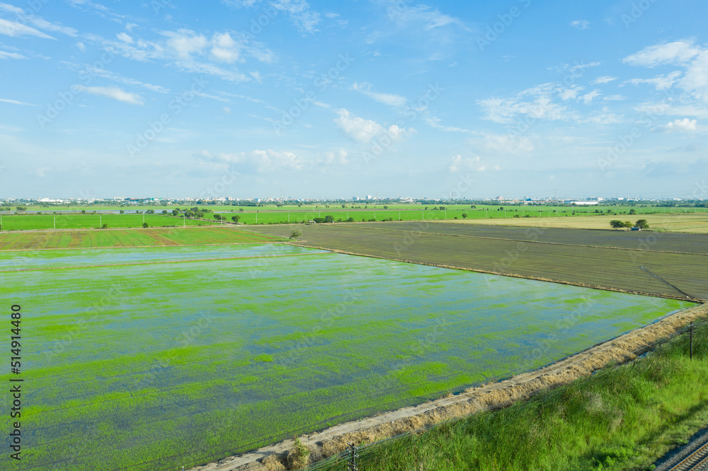 rice plant, green nature background, organic food
