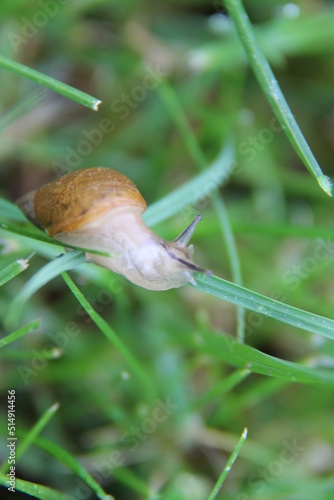 Snail On Grass