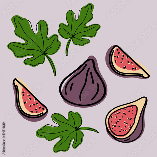 Hand drawn fresh set of purple Abkhaz figs. Whole and sliced fruits with green leaves. Vector illustration in doodle style