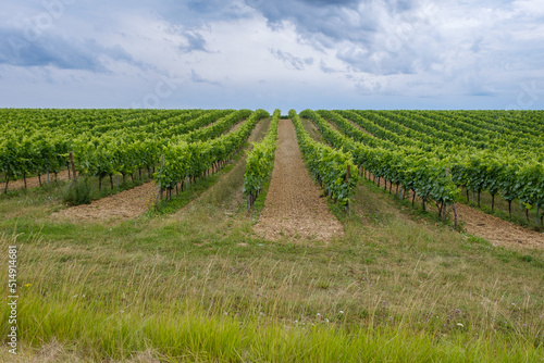 Vineyards near Les Métairies Cognac region Charente, France