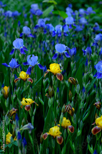 blue and yellow irises