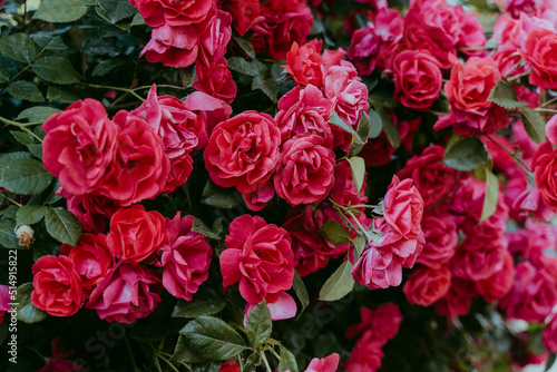 Red roses blooming on plant photo