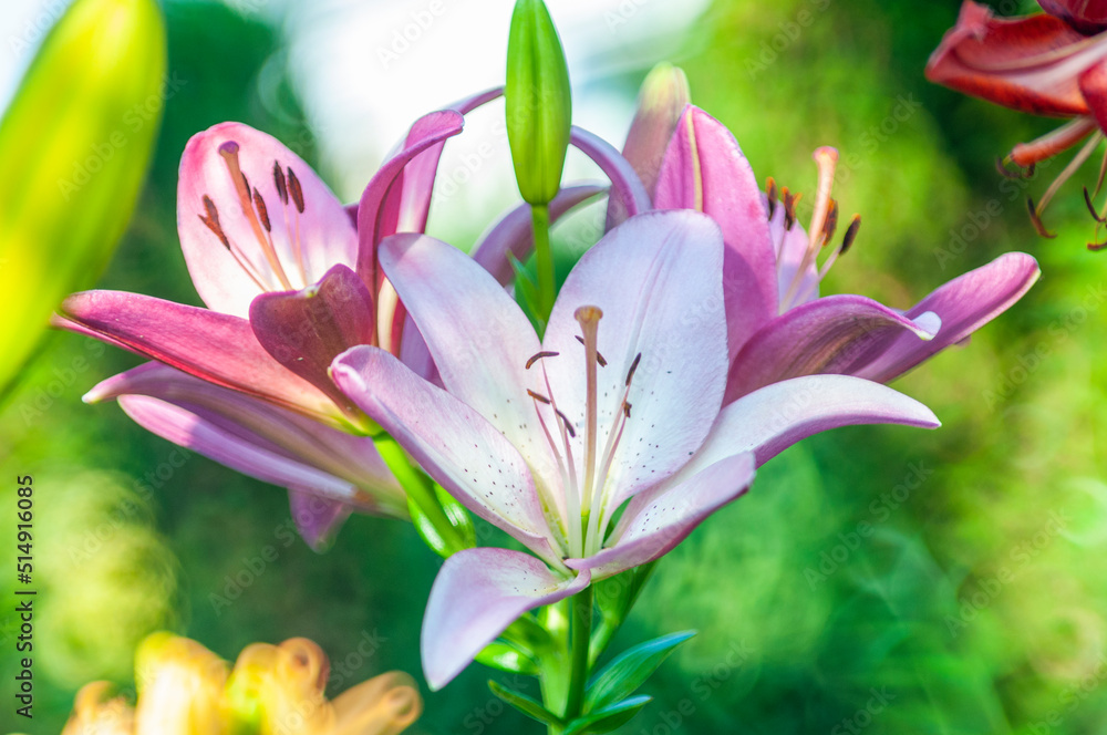 pink lilies in the garden