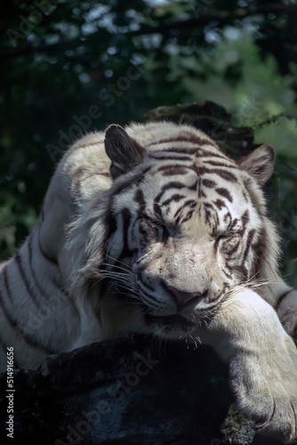 Fototapeta Naklejka Na Ścianę i Meble -  Photo of white Bengal Tigers resting on a rock