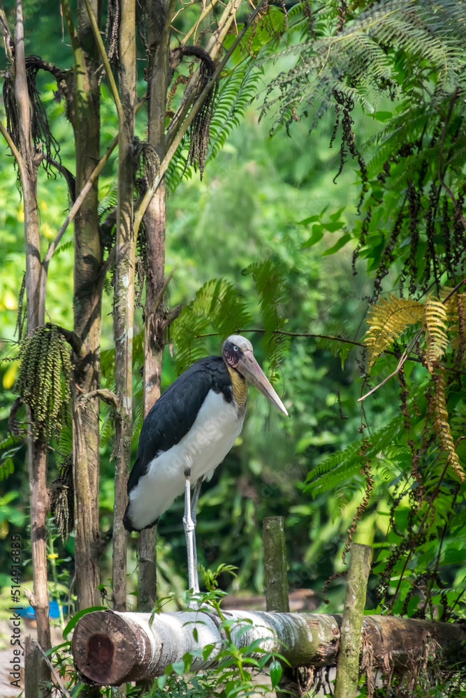Naklejka premium Javan stork standing on a bamboo wood nature
