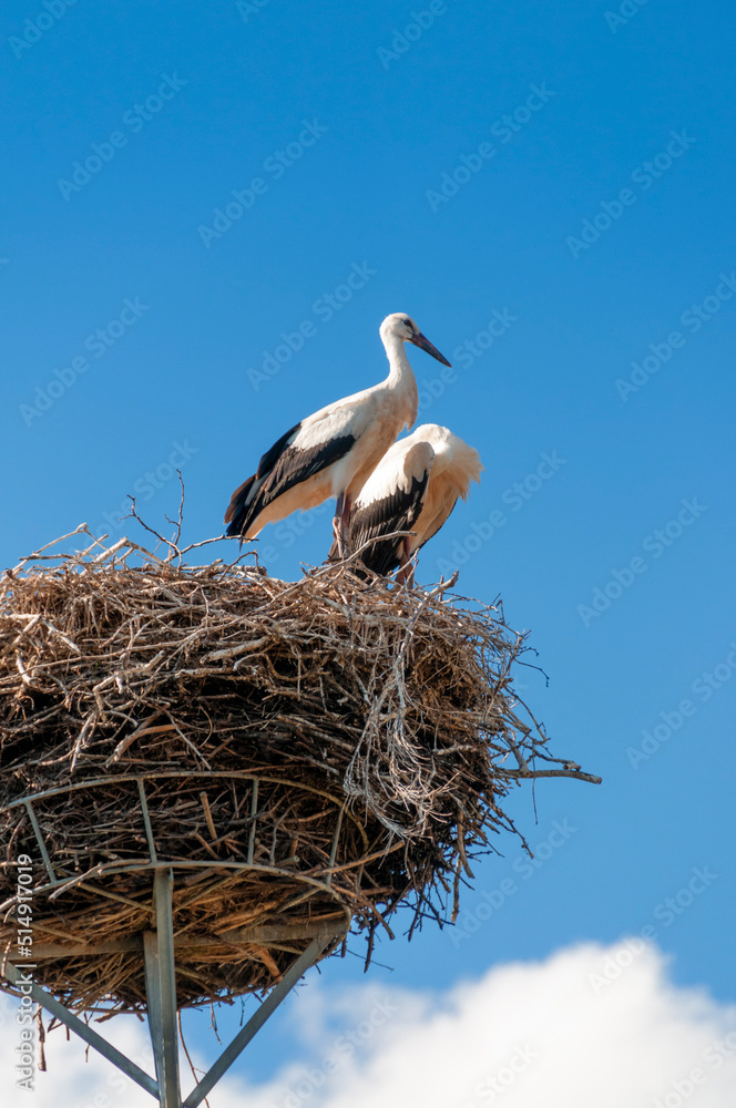 Fototapeta premium storks in the nest