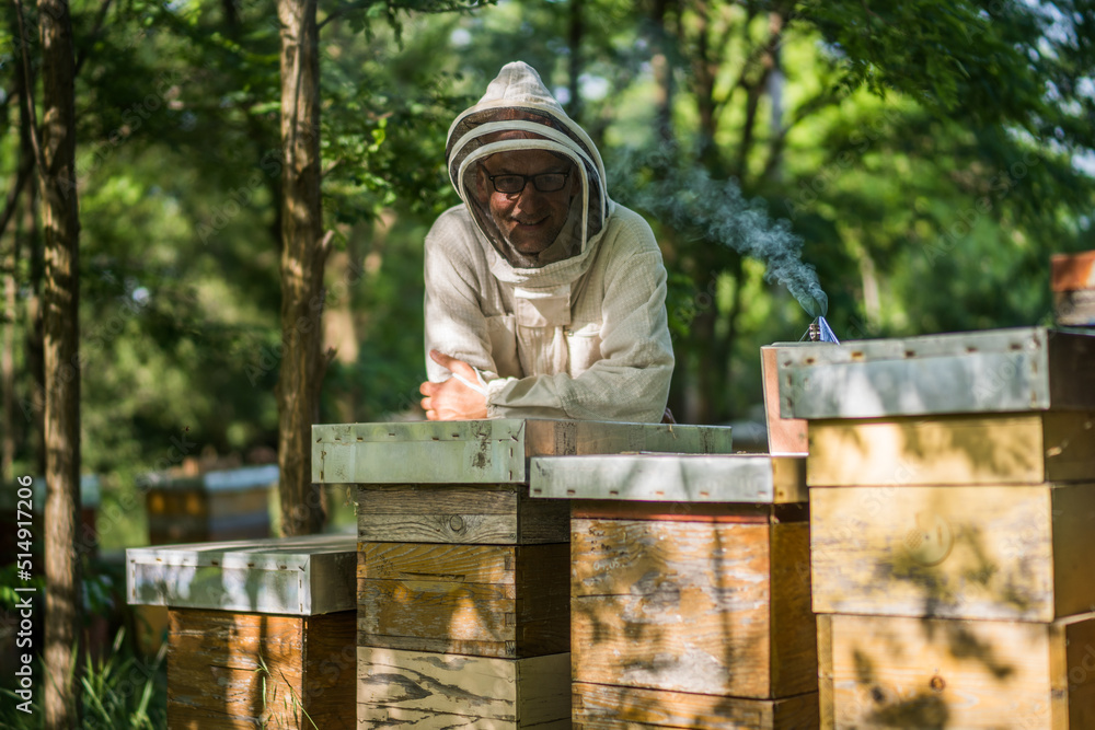 Beekeeper is examining his beehives in forest. Beekeeping professional occupation. Beekeeper is examining his beehives in forest. Beekeeping professional occupation.