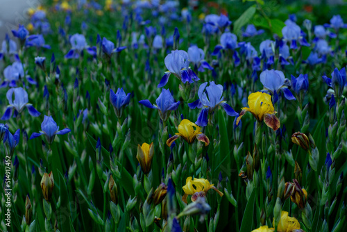 yellow and purple irises