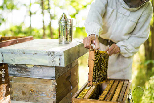 Beekeeper is examining his beehives in forest. Beekeeping professional occupation. photo