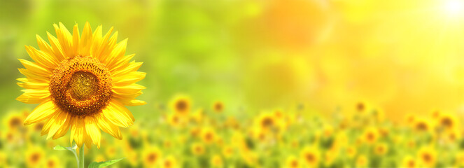Sunflower on blurred sunny nature background. Horizontal agriculture summer banner with sunflowers field